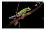 Agalychnis callidryas (red-eyed treefrog) by Anonymous