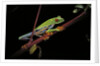 Agalychnis callidryas (red-eyed treefrog) by Anonymous