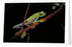 Agalychnis callidryas (red-eyed treefrog) by Anonymous