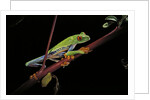 Agalychnis callidryas (red-eyed treefrog) by Anonymous