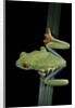 Agalychnis callidryas (red-eyed treefrog) by Anonymous