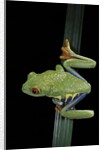 Agalychnis callidryas (red-eyed treefrog) by Anonymous