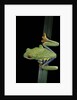 Agalychnis callidryas (red-eyed treefrog) by Anonymous