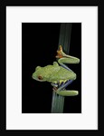 Agalychnis callidryas (red-eyed treefrog) by Anonymous