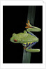 Agalychnis callidryas (red-eyed treefrog) by Anonymous