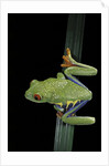 Agalychnis callidryas (red-eyed treefrog) by Anonymous