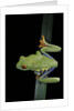 Agalychnis callidryas (red-eyed treefrog) by Anonymous