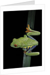 Agalychnis callidryas (red-eyed treefrog) by Anonymous