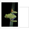 Agalychnis callidryas (red-eyed treefrog) by Anonymous
