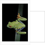 Agalychnis callidryas (red-eyed treefrog) by Anonymous