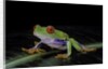 Agalychnis callidryas (red-eyed treefrog) by Anonymous