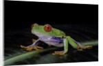 Agalychnis callidryas (red-eyed treefrog) by Anonymous