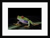Agalychnis callidryas (red-eyed treefrog) by Anonymous