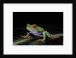 Agalychnis callidryas (red-eyed treefrog) by Anonymous
