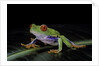 Agalychnis callidryas (red-eyed treefrog) by Anonymous