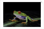 Agalychnis callidryas (red-eyed treefrog) by Anonymous