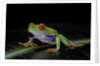 Agalychnis callidryas (red-eyed treefrog) by Anonymous