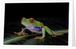 Agalychnis callidryas (red-eyed treefrog) by Anonymous