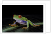Agalychnis callidryas (red-eyed treefrog) by Anonymous