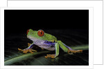 Agalychnis callidryas (red-eyed treefrog) by Anonymous