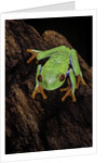 Agalychnis callidryas (red-eyed treefrog) by Anonymous