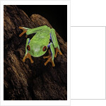 Agalychnis callidryas (red-eyed treefrog) by Anonymous