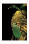 Agalychnis moreletii (black-eyed tree frog) by Anonymous