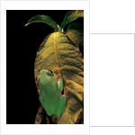 Agalychnis moreletii (black-eyed tree frog) by Anonymous