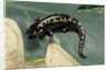 Ambystoma maculatum (spotted salamander) by Anonymous