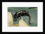 Ambystoma maculatum (spotted salamander) by Anonymous