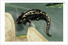 Ambystoma maculatum (spotted salamander) by Anonymous