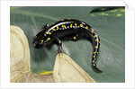 Ambystoma maculatum (spotted salamander) by Anonymous