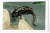 Ambystoma maculatum (spotted salamander) by Anonymous
