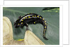 Ambystoma maculatum (spotted salamander) by Anonymous