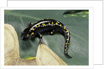 Ambystoma maculatum (spotted salamander) by Anonymous