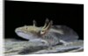 Ambystoma mexicanum (axolotl) by Anonymous