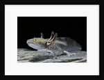 Ambystoma mexicanum (axolotl) by Anonymous