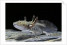 Ambystoma mexicanum (axolotl) by Anonymous
