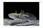 Ambystoma mexicanum (axolotl) by Anonymous