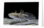 Ambystoma mexicanum (axolotl) by Anonymous