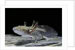 Ambystoma mexicanum (axolotl) by Anonymous