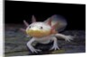 Ambystoma mexicanum f. leucistic (axolotl) by Anonymous