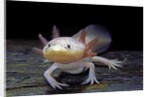 Ambystoma mexicanum f. leucistic (axolotl) by Anonymous