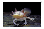 Ambystoma mexicanum f. leucistic (axolotl) by Anonymous