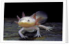 Ambystoma mexicanum f. leucistic (axolotl) by Anonymous