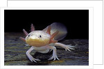 Ambystoma mexicanum f. leucistic (axolotl) by Corbis