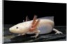 Ambystoma mexicanum f. leucistic (axolotl) by Anonymous