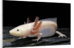 Ambystoma mexicanum f. leucistic (axolotl) by Anonymous