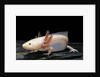 Ambystoma mexicanum f. leucistic (axolotl) by Anonymous