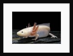 Ambystoma mexicanum f. leucistic (axolotl) by Anonymous
